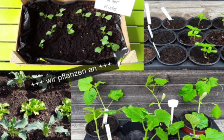 Der Schulgarten im Jahresverlauf: