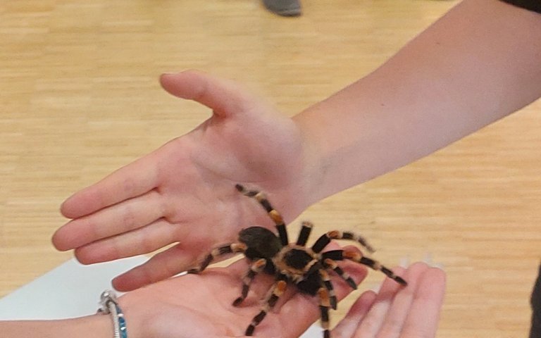 Insektenvortrag 2025 Bilder