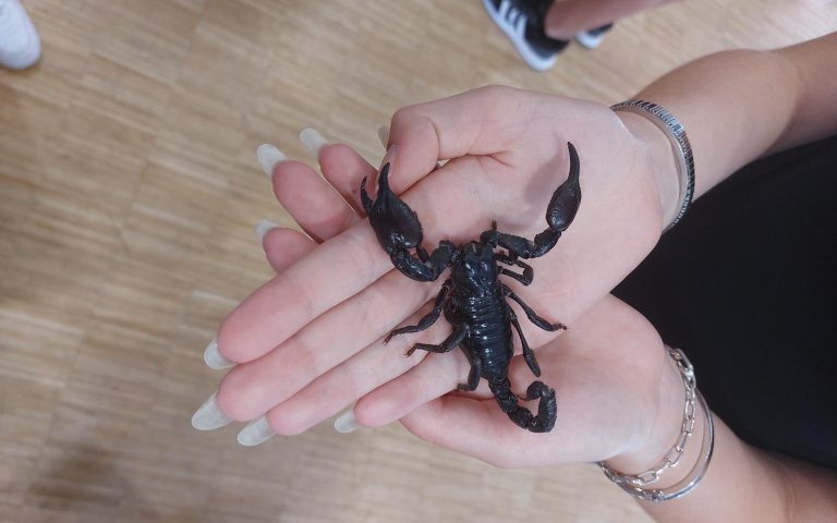 Insektenvortrag 2025 Bilder